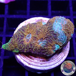 Acanthastrea echinata „True Eyes“ WYSIWYG „AD Special“