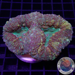 Lobophyllia spp. „Gold Spill“ WYSIWYG „AD Special“