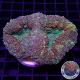 Lobophyllia spp. „Gold Spill“ WYSIWYG „AD Special“