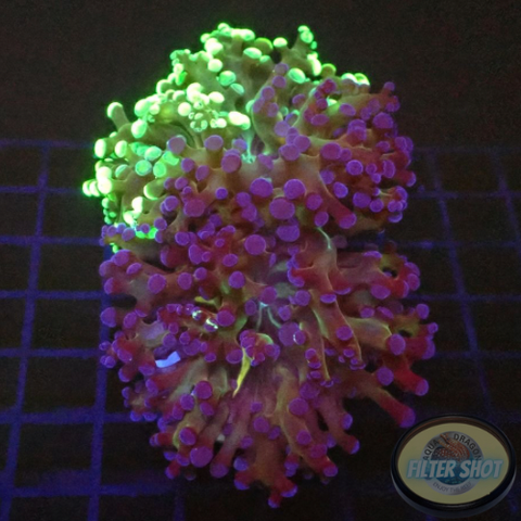 Euphyllia paradivisa “Grafted” WYSIWYG “AD Special”