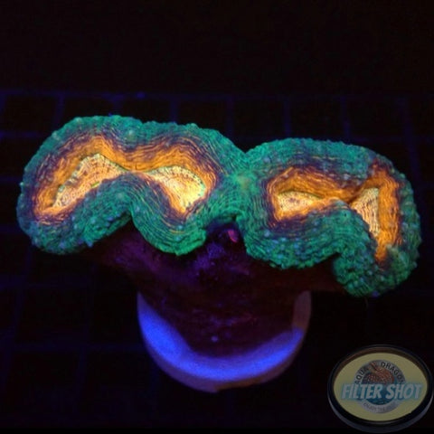 Lobophyllia spp. „Mask“ WYSIWYG „AD Special“