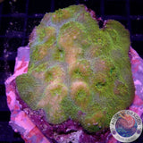 Echinophyllia spp. „Gold Rush“ WYSIWYG „AD Special“