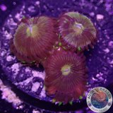 Krustenanemonen „Nirvana“