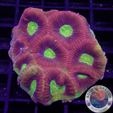 Goniastrea spp. „Dragon Soul“ 🐉 WYSIWYG „AD Special“