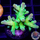 Acropora austera „Kryptonite“ WYSIWYG „AD Special“