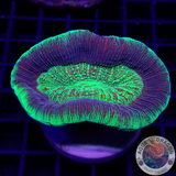 Trachyphyllia spp. „Barcode“ WYSIWYG „AD Special“