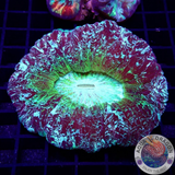 Trachyphyllia spp. „Crystal Tracy“ WYSIWYG