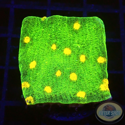 Echinophyllia spp. „Space Invader“