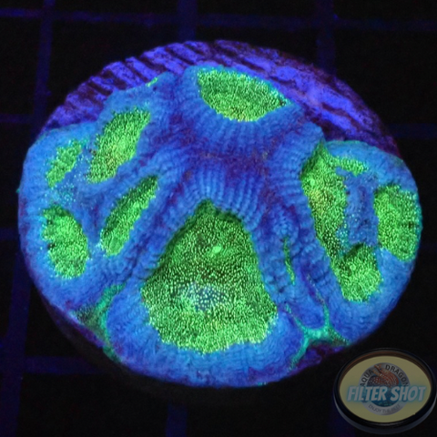 Montastrea spp. “BB8” WYSIWYG