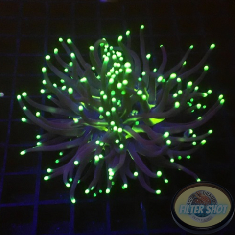 Euphyllia glabrescens „Riddle“ AD Special