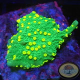 Montipora stellata „Star Wars“ WYSIWYG „AD Special“