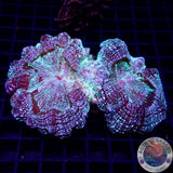 Acanthophyllia deshayesiana „Galaxy Split“ WYSIWYG