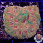 Favia spp. „Fascination“ WYSIWYG