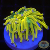 Euphyllia glabrescens „Holy Rapunzel“