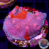 Echinophyllia spp. „Paparazzi“ WYSIWYG