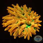 Entacmaea quadricolor „Sunburst“