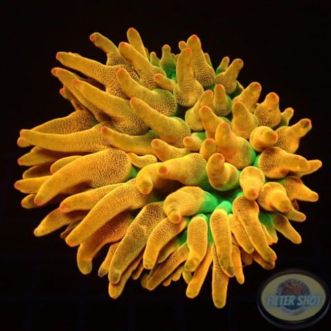 Entacmaea quadricolor „Sunburst“