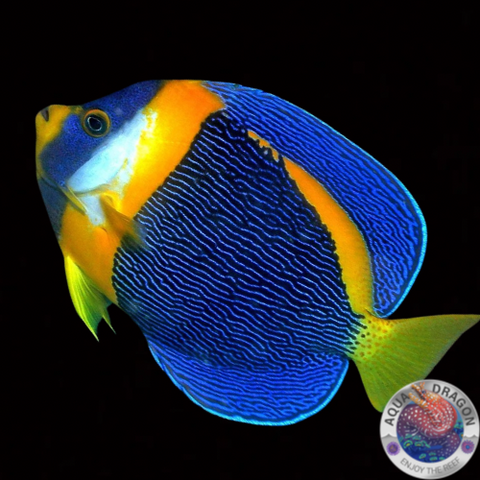 Chaetodontoplus duboulayi "Queensland- Samtkaiserfisch" weiblich