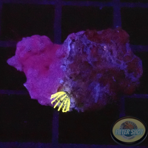 Tubeworm „Neon“ WYSIWYG