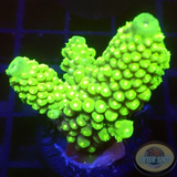 Acropora humilis „Sour Jo“ WYSIWYG