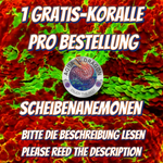 Gratis-Koralle Scheibenanemonen