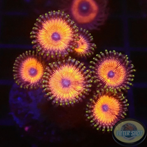 Krustenanemonen „Agent Orange“ WYSIWYG