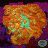 Echinophyllia spp. „Dragon Road“ WYSIWYG „AD Special“