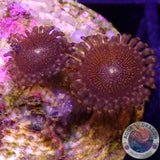 Krustenanemonen „Campfire“ AD Special