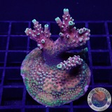 Acropora natalensis 🐉 „Dragon Breath“ WYSIWYG „AD Special“ ye