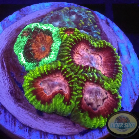 Favia spp. “Fusion” WYSIWYG
