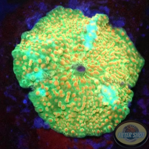 Discosoma spp. „Icy Road“ WYSIWYG „AD Special“