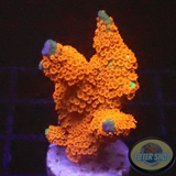 Montipora samarensis „Forest Fire“