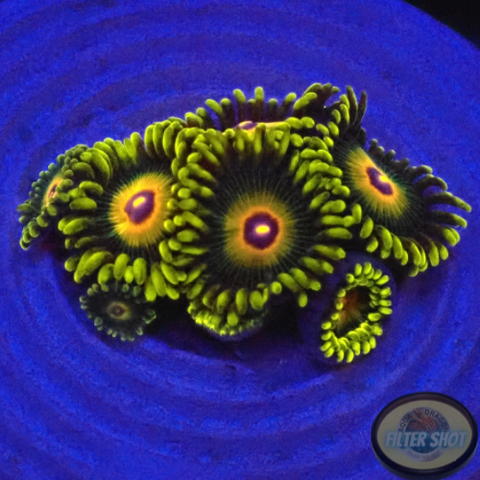 Krustenanemonen „Super Saiyan“