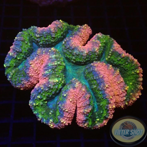 Symphyllia spp. „Rainbow“ 🌈 WYSIWYG „AD Special“