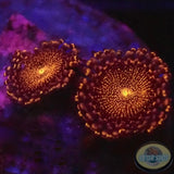 Krustenanemonen „Campfire“ AD Special