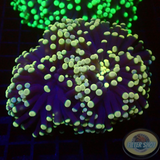 Euphyllia paraglabrescens „Rasta“ WYSIWYG