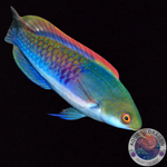 Cirrhilabrus cyanopleura „Blauschuppen-Zwerglippfisch“ männlich