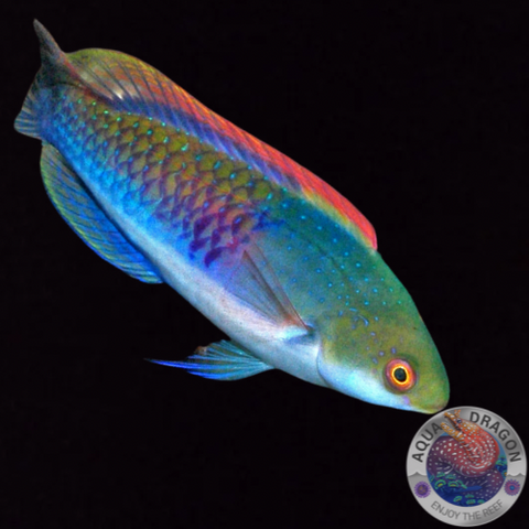 Cirrhilabrus cyanopleura „Blauschuppen-Zwerglippfisch“ männlich
