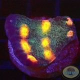 Echinophyllia spp. „Eye of Ra“