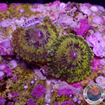 Krustenanemonen „Gold Maul“ WYSIWYG „AD Special“