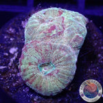 Dipsastraea spp. „Blood Diamond“ WYSIWYG „AD Special“