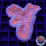 Lobophyllia spp. „O Potion“ WYSIWYG „AD Special“