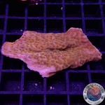 Montipora spp. „Sunset“ WYSIWYG „AD Special“