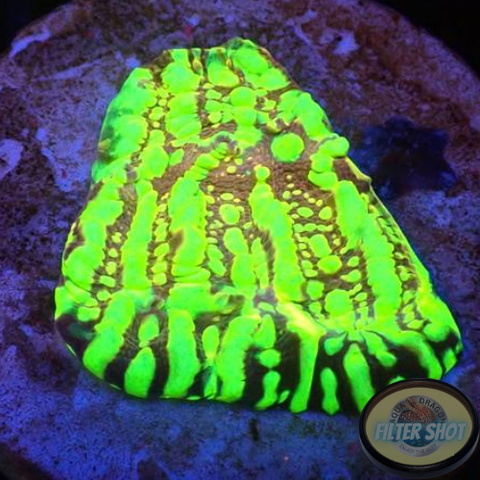 Echinophyllia spp. „Acid Soil“ WYSIWYG „AD Special“