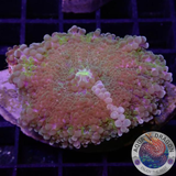 Ricordea yuma „Jumbo R“ WYSIWYG „AD Special“