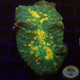 Rhodactis spp. „Gold Flake“