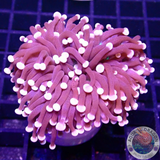 Euphyllia cristata „Joker“ WYSIWYG