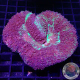 Lobophyllia spp. „Nuclear Leak“ WYSIWYG