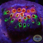 Cyphastrea spp. „Rainbow Skittles“ WYSIWYG „AD Special“