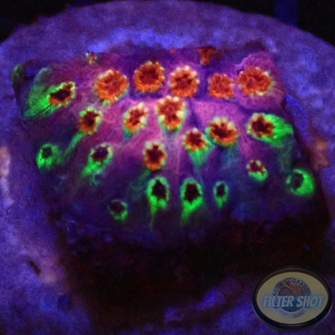 Cyphastrea spp. „Rainbow Skittles“ WYSIWYG „AD Special“